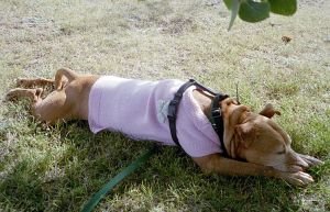 SIIMG0041