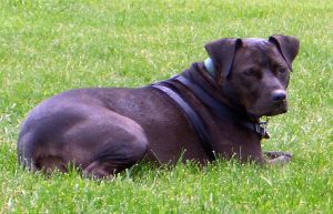 SIJuly2009024