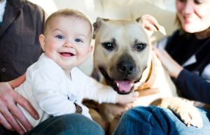 SIStubbyDogPhotoShoot