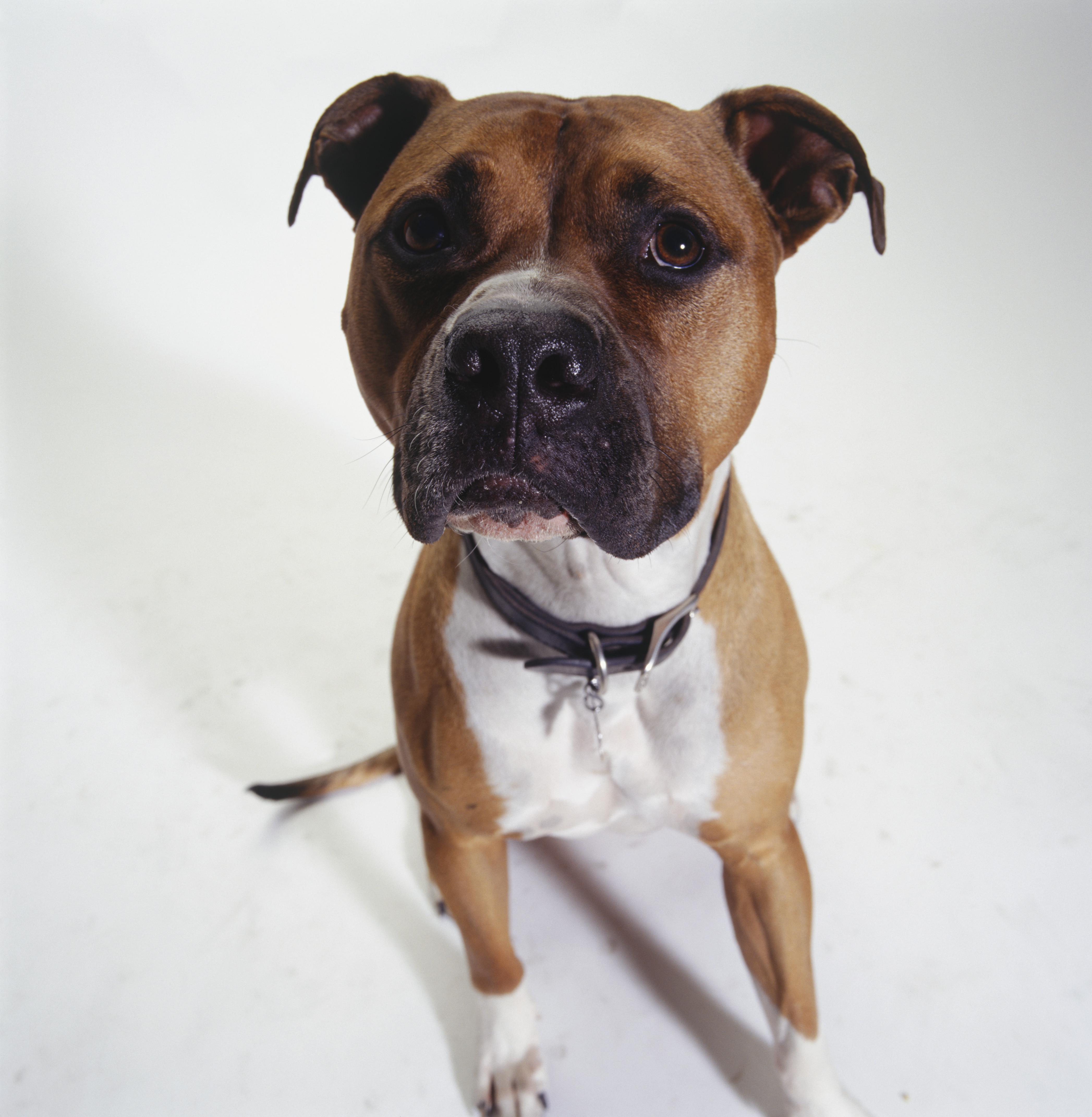 Dog, American Staffordshire Terrier sitting, (Portrait)
