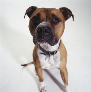 Dog, American Staffordshire Terrier sitting, (Portrait)