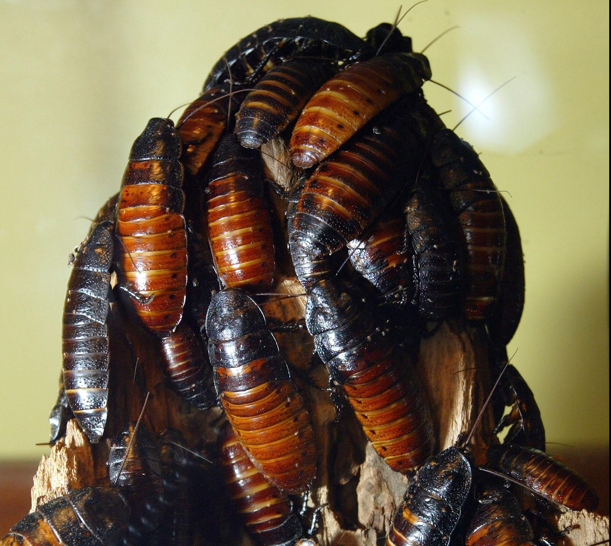 CDC Increases Awareness To Health Risks Associated With Exotic Pets