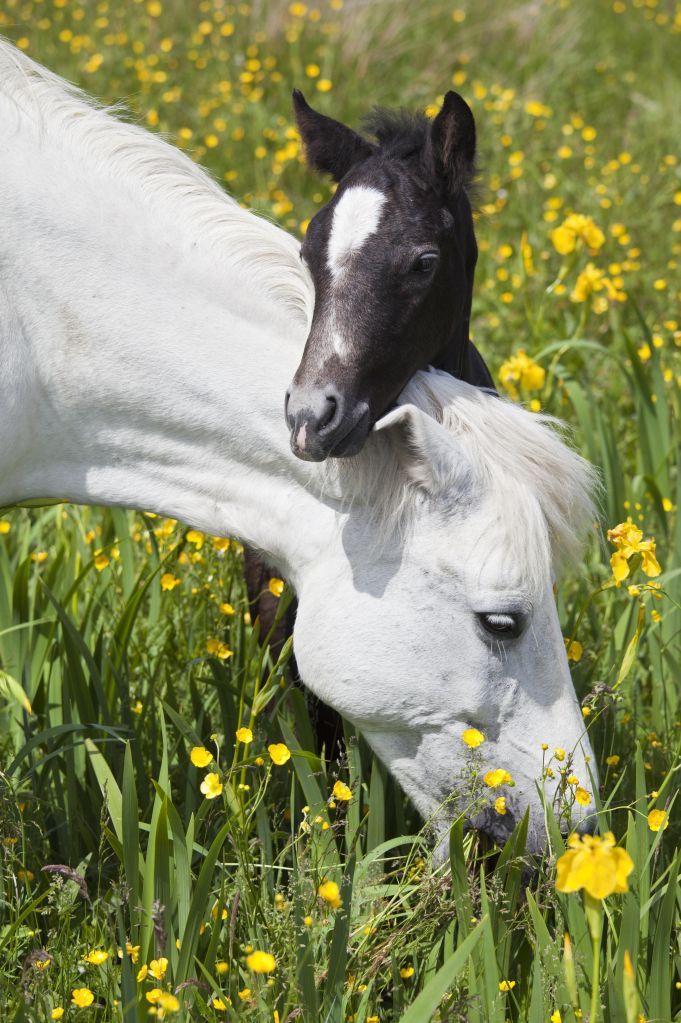 Connemara Pony Mare and Foal, Ireland
