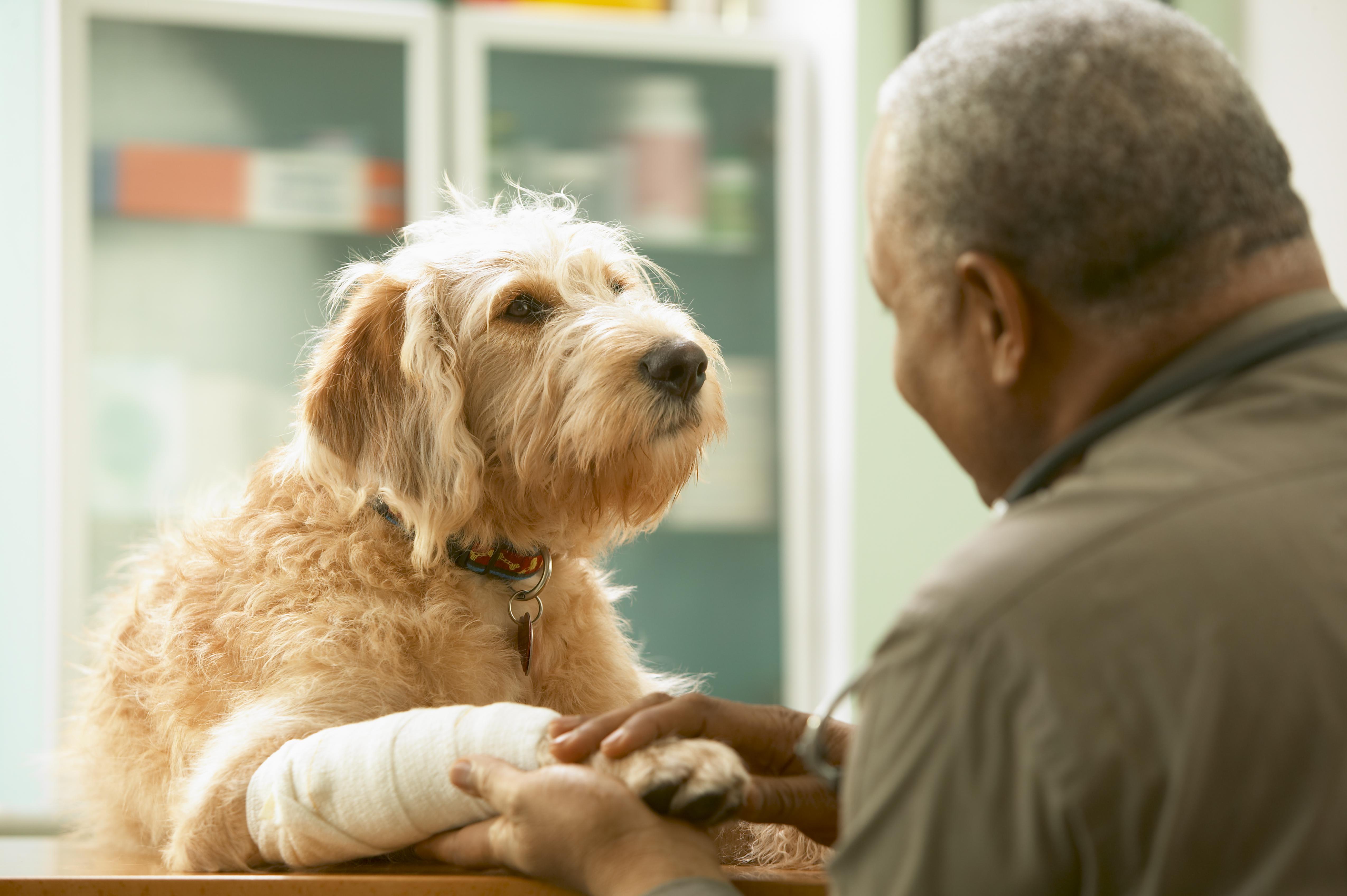 Senior veterinarian treating injured dog, rear view