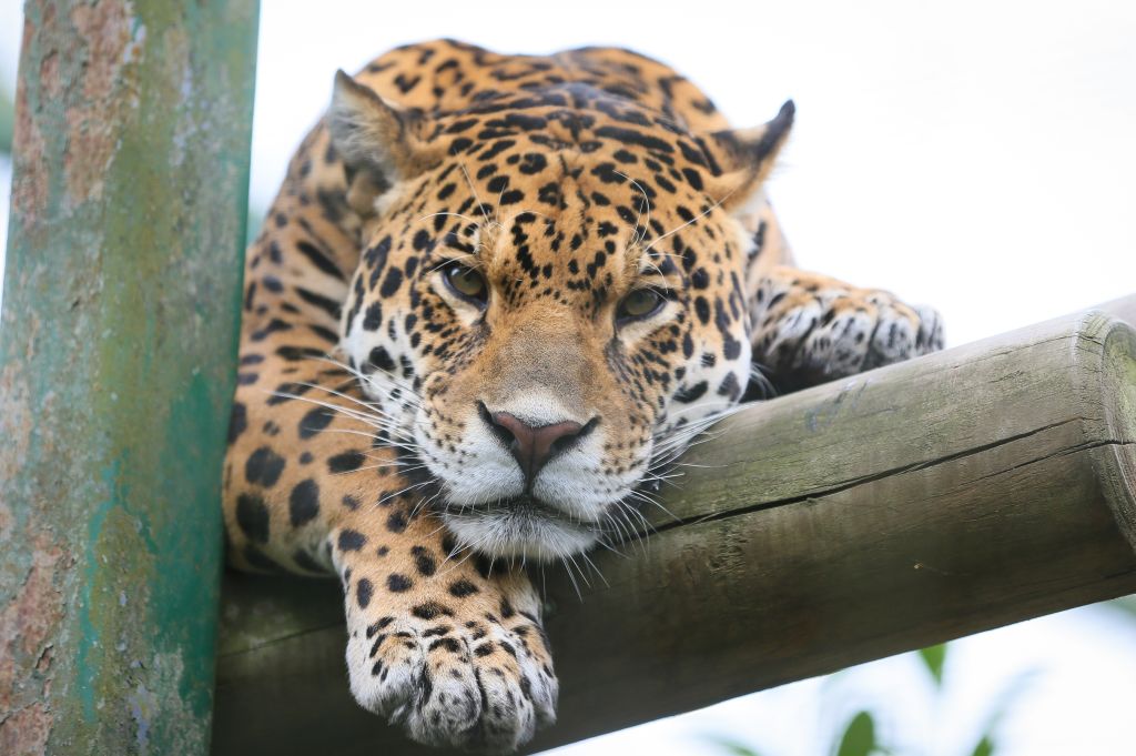 Paradise Wildlife Animals in Hertfordshire