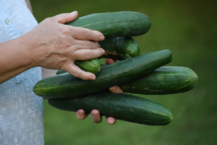Woman holding freshly harvested cucumbers