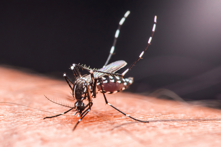 Aedes aegypti mosquito biting human skin and spreading disease